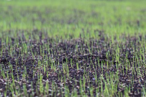 Lawn Seeding Service