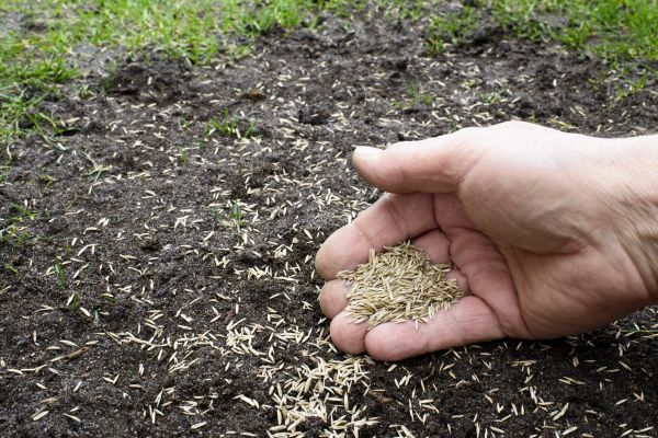 Seed Sowing