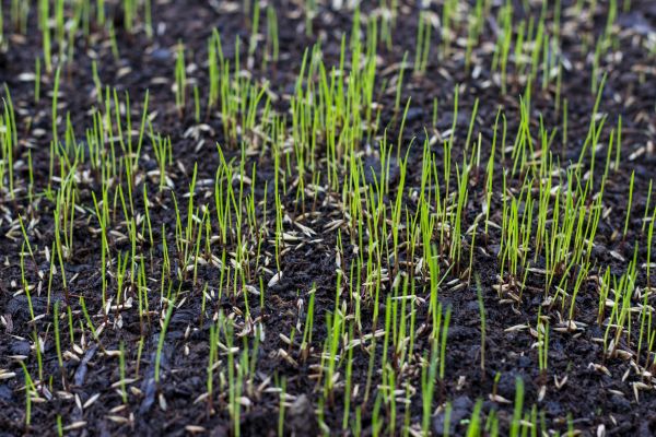 Bermuda Grass Seeding Service