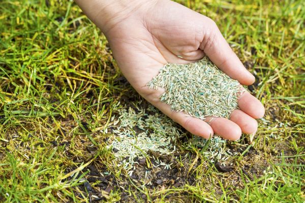 Lawn Regrowth