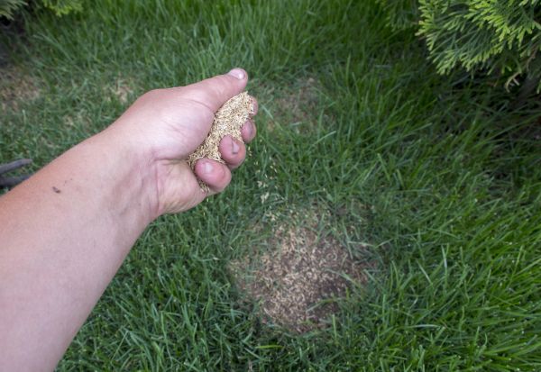 Bermuda Grass Overseeding