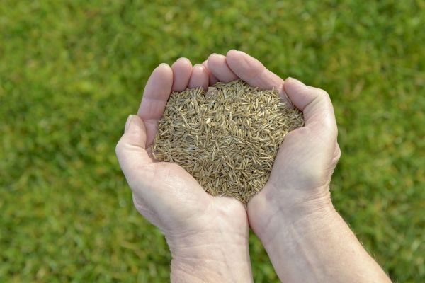 Commercial Grass Seeding Service