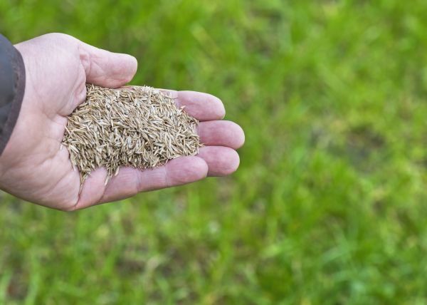 Spring Grass Seeding Service