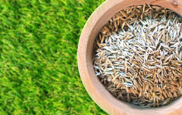 Spring Lawn Overseeding Service