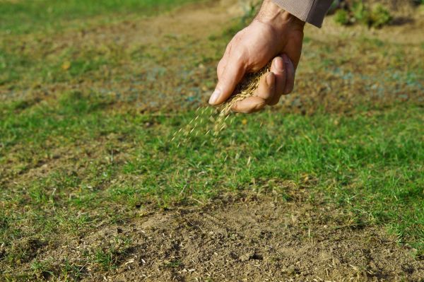 Fall Lawn Seeding Service