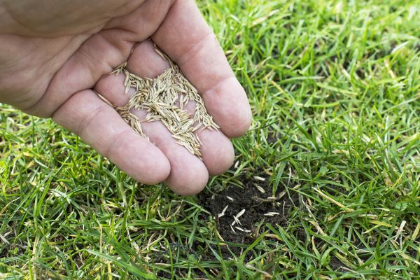 Yard Overseeding Service