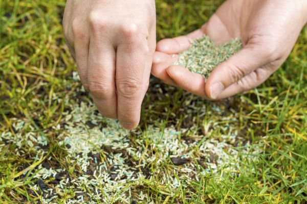 Grass Seed Installation Service