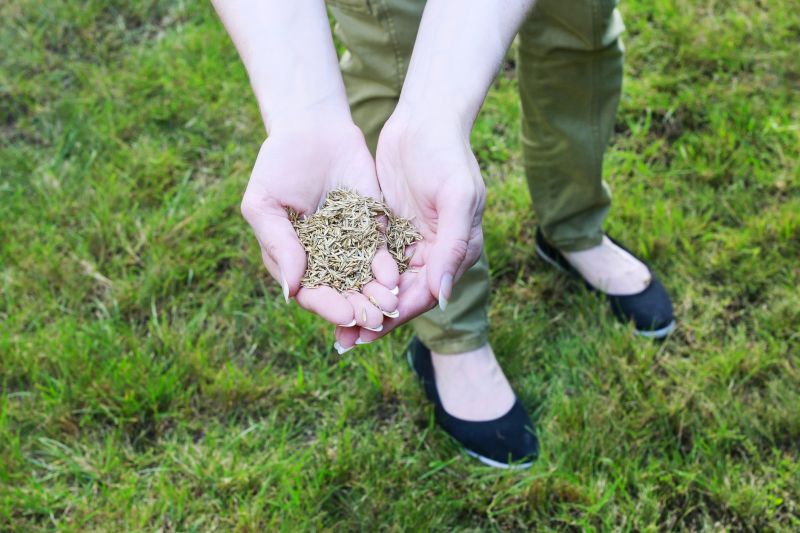 Lawn Seeding