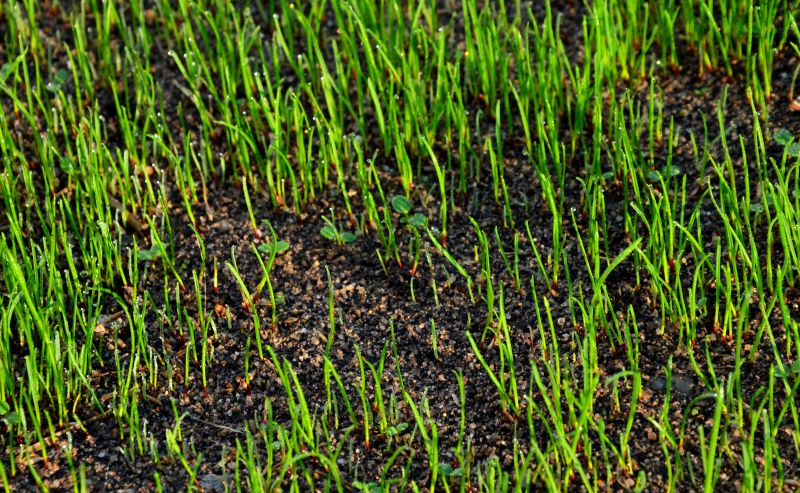 Seed Quality and Variety