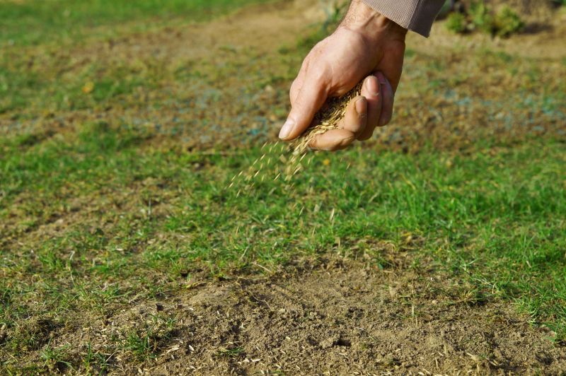 Lawn Seedings Preparation