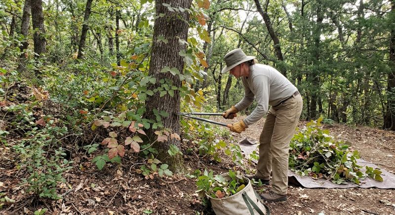 Poison Oak Removal in Newark, DE