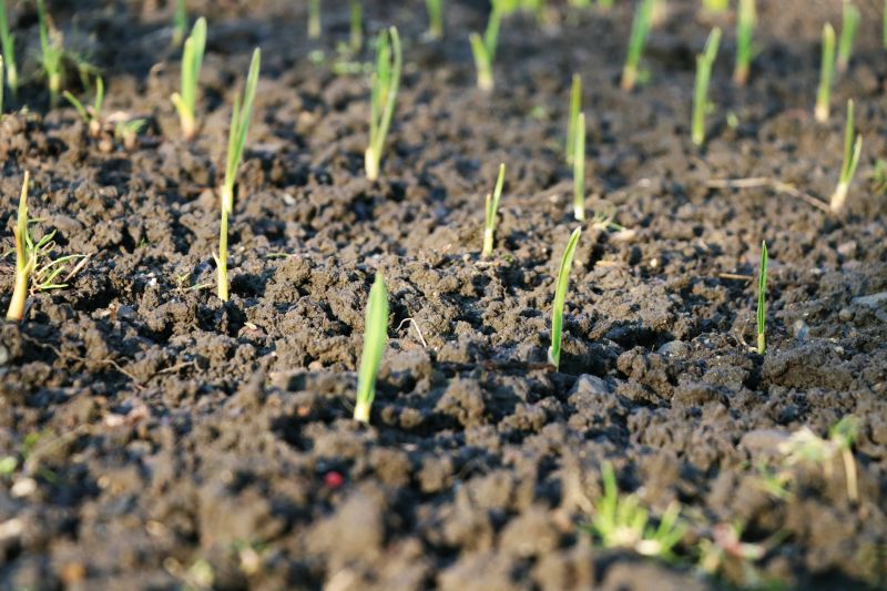 Spring Grass Seeding in Ventura County, CA